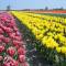 Отель Golden Tulip Hotel Alkmaar