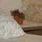 Отель Guest Accommodation Stelina 