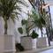 Отель Apartments Paloma Blanca 
