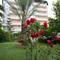 Отель Elysee Garden Family Hotel