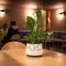 Отель El Pekinaire Bed and Breakfast 