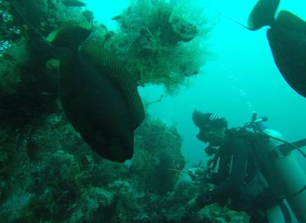 Отель Ocean View Dive Resort Tulamben