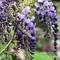Отель Sapa Garden Bed and Breakfast 