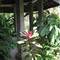Отель Chichi's Bungalows & Suites 