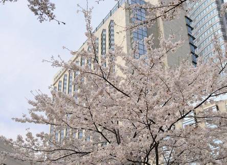 Отель Grand Hyatt Tokyo