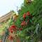 Отель Guest House Luka