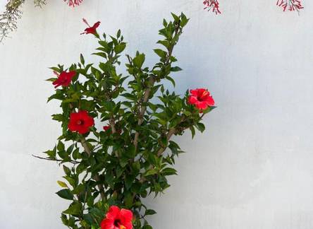 Отель Apartment Sibenik