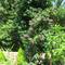 Отель Dobry Kit Guest House
