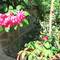Отель Dobry Kit Guest House