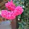 Отель Dobry Kit Guest House