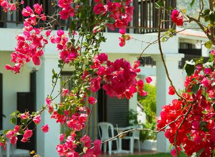 Отель Golden Coast Hotel & Bungalows