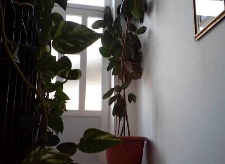 Отель Apartments Makarska