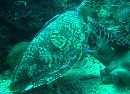 Отель Camiguin Volcan Beach Eco Retreat & Dive Resort