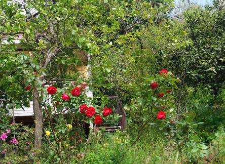 Отель Guest house Andrusha