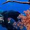 Отель Desroches Island Resort Seychelles