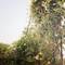 Отель Citrus Grove Apartments