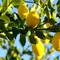 Отель Citrus Grove Apartments