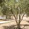 Отель Olive Tree Apartments