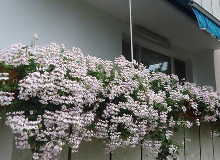 Отель Plam Apartment