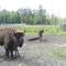 Отель Cozy Apartmet on Gorkava 17