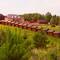 Отель Eco-hotel Noviy Kovcheg