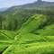 Отель UTMT - Underneath The Mango Tree Spa Beach Resort