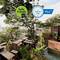 Отель Dinso Resort & Villas Phuket, Vignette Collection, an IHG Hotel
