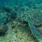 Отель Araamu Holidays & Spa, Dhiffushi