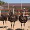 Отель Tizdar Family Resort & SPA