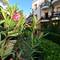Отель Tropicana Beach Hotel, Gumbet