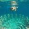 Отель Kura Kura Beach Resort