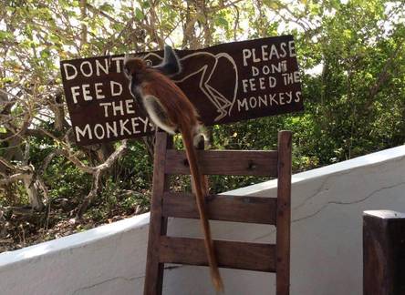 Отель Red Monkey Beach Lodge
