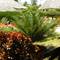 Отель African Sun Sand Sea Beach Resort & Spa