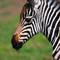 Отель Ngorongoro Wild Camp