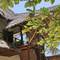Отель Kajibange Bar and Guest House