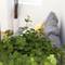 Отель Flores Guest House