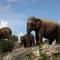 Отель Cinnamon Wild Yala (ex Chaaya Wild Yala), Kirinda