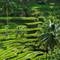 Отель Tjendana Kanaka Jungle Resort Ubud