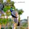 Отель Cocolagoon Eco Resort Nilaveli