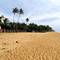 Отель Aryana Queen Beach Resort